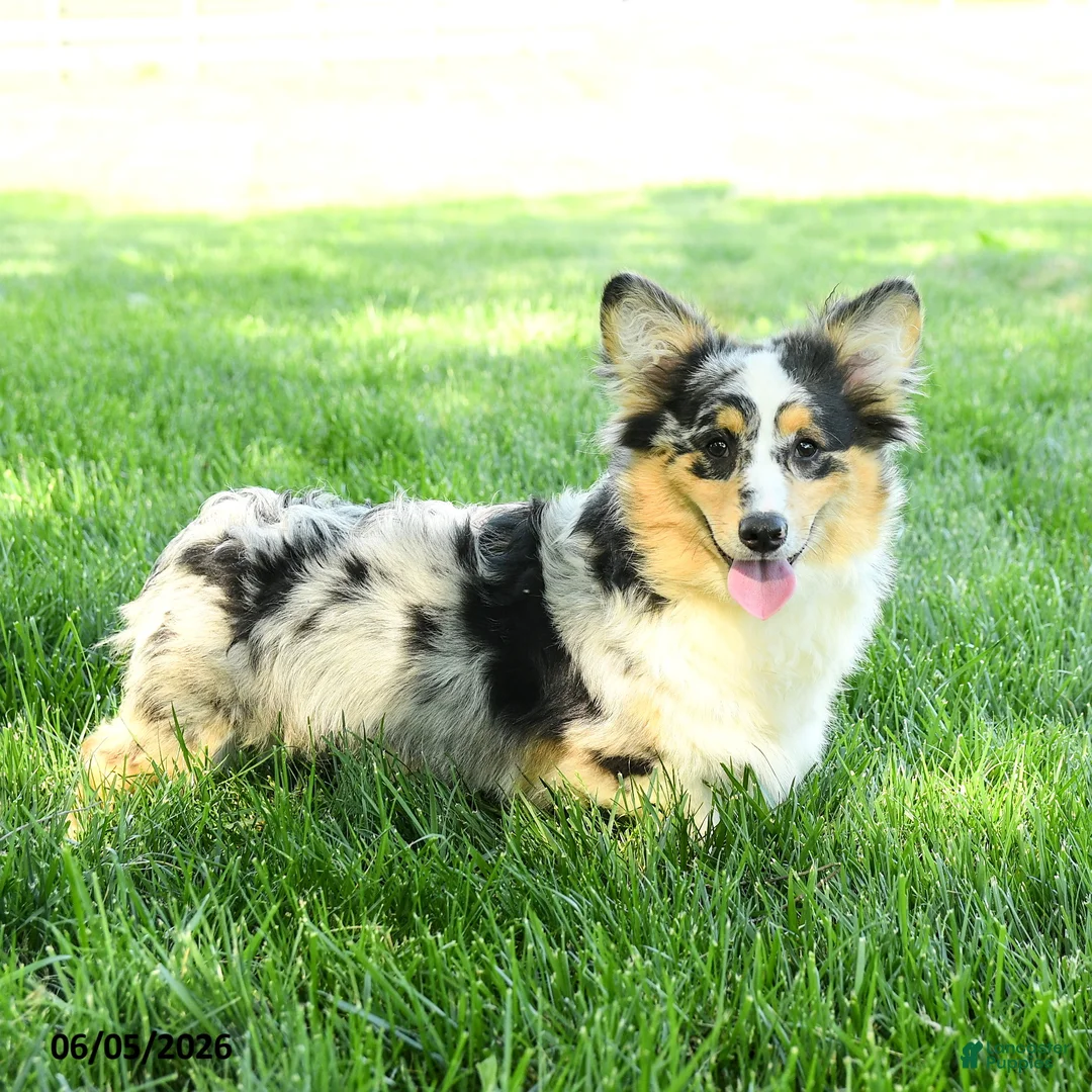 Welsh Corgi Pembroke dogs for sale: Zorro - Ad 1