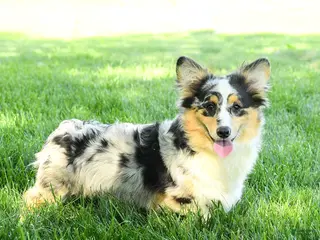 Welsh Corgi Pembroke dogs Zorro - Ad 25
