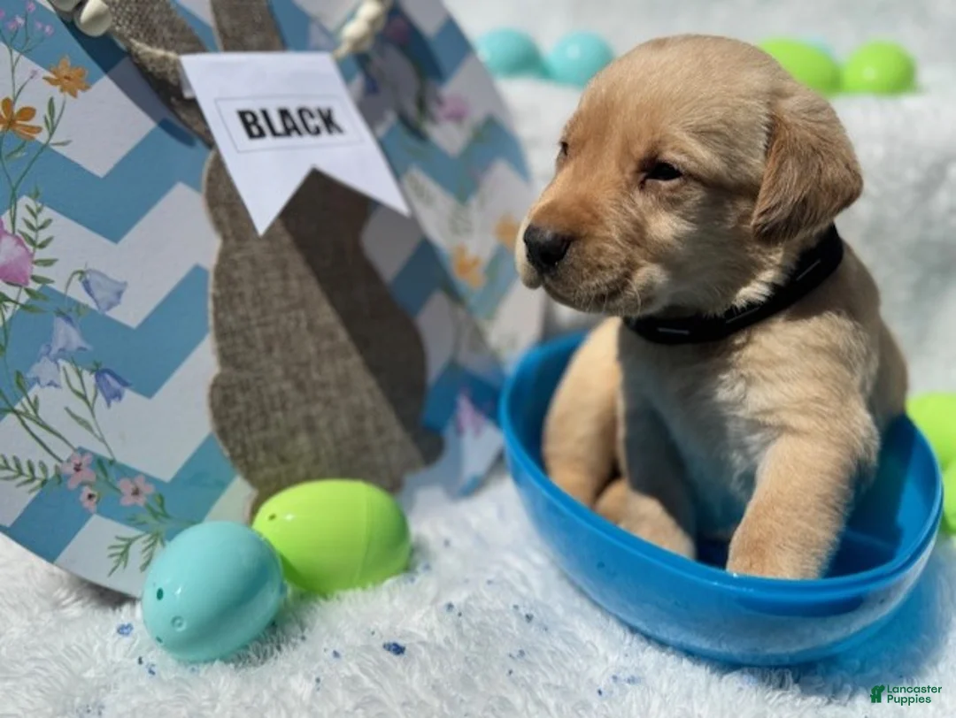 Labrador Retriever dogs for sale: Black Collar Male - Ad 1