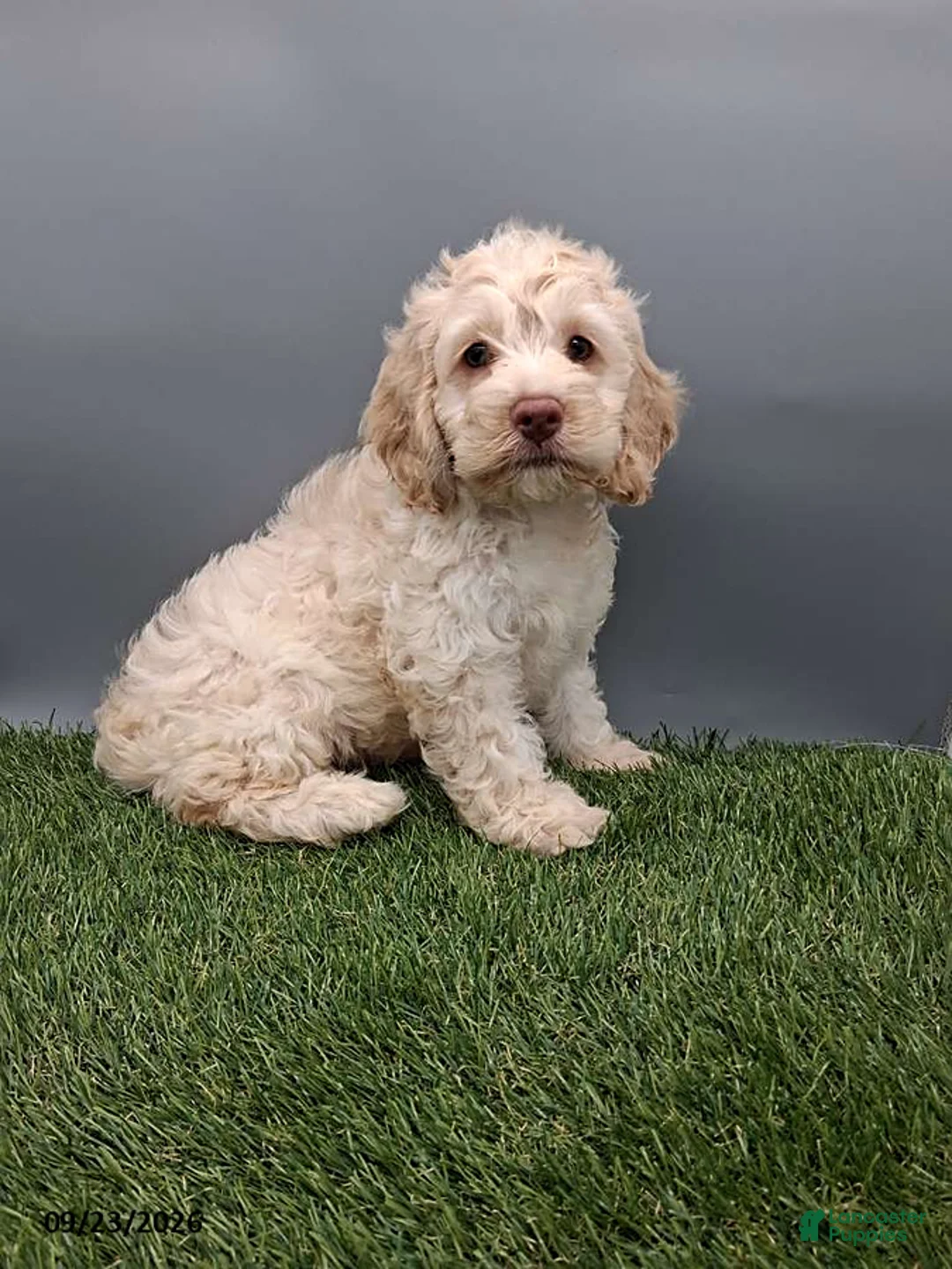 Cockapoo dogs for sale: Angie - Ad 1