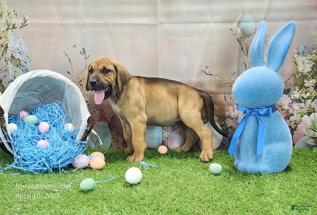 Mixed Breed dogs for sale: 2025 Bloodahoula Male 3 "Finn" - Ad 2