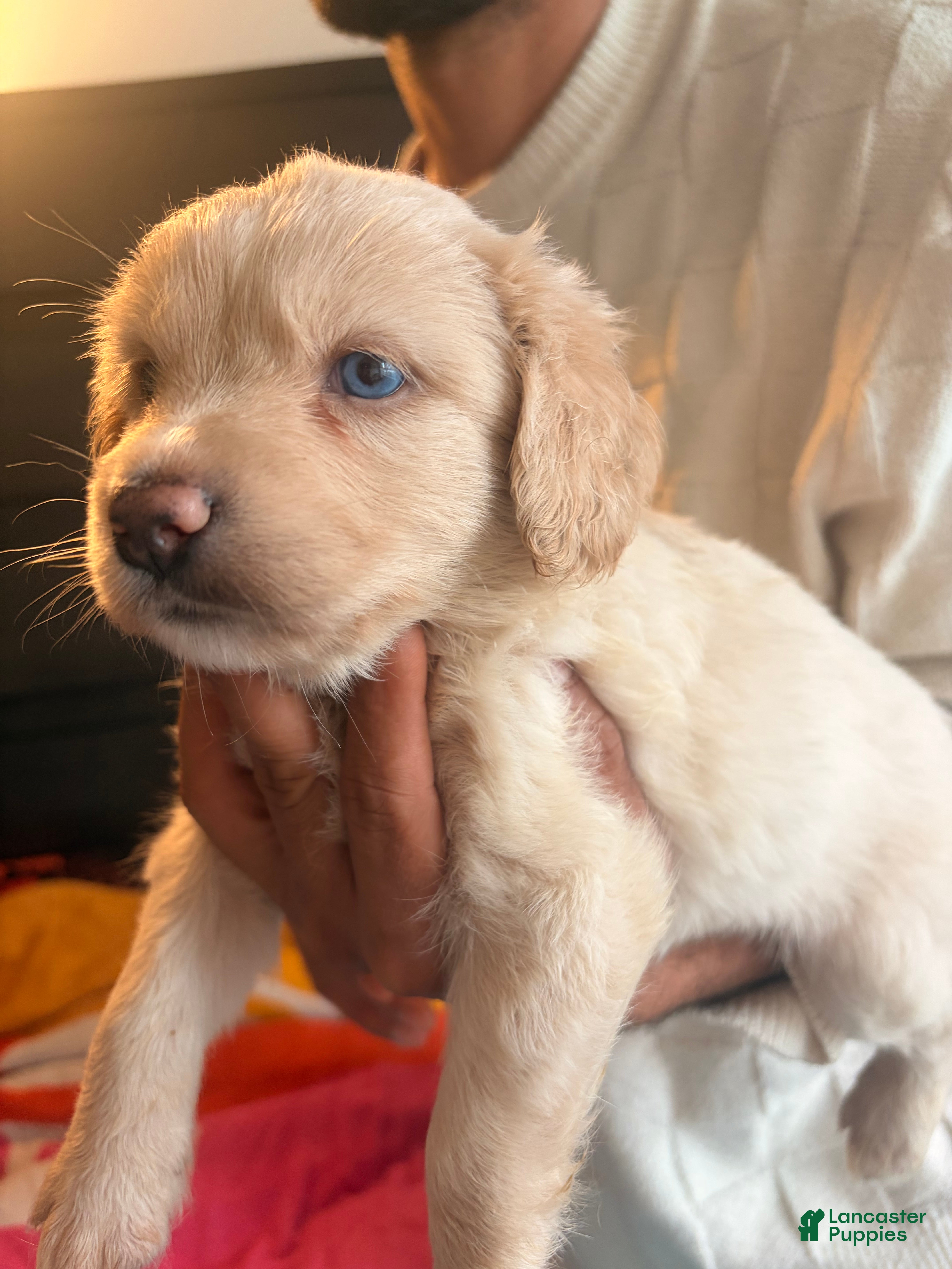 Mixed Breed dogs for sale: Blossom  - Ad 2