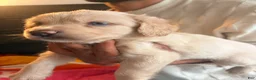 Mixed Breed dogs for sale: Blossom  - Ad 1