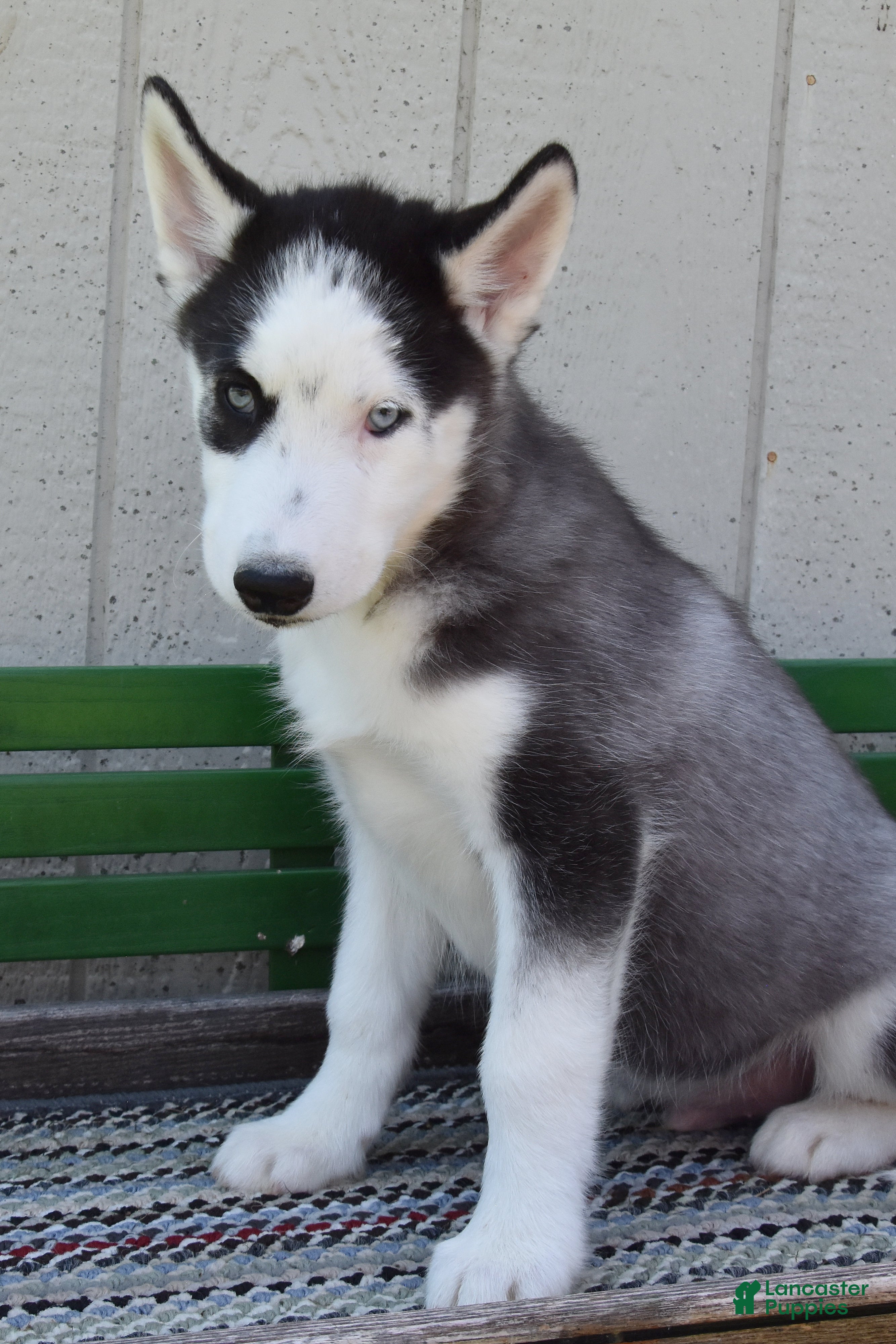 Siberian Husky dogs Hess - Ad 2