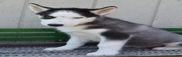 Siberian Husky dogs for sale: Hess - Ad 2