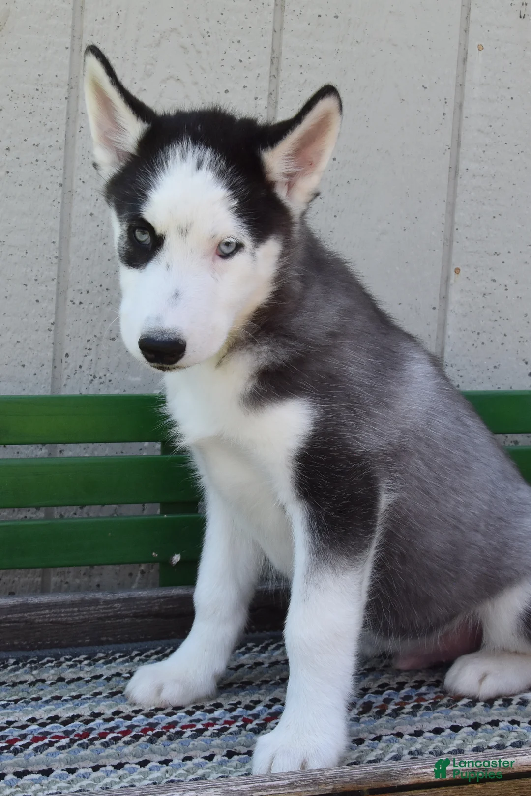 Siberian Husky dogs for sale: Hess - Ad 2