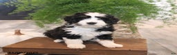 Mini Bernedoodle dogs for sale: Sugar - Ad 3