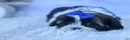 Shih Tzu dogs for sale: SAMSON - Ad 13