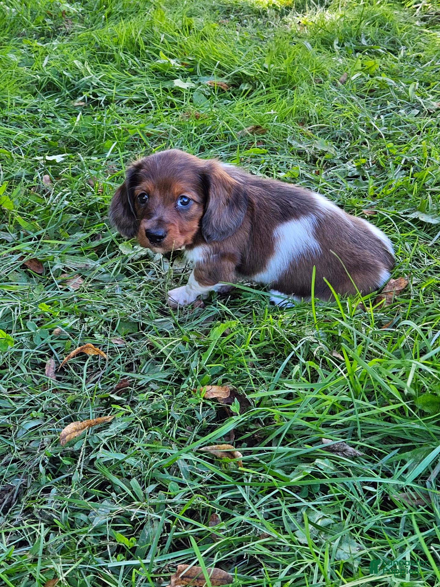 Miniature Dachshund dogs Rocket - Ad 2