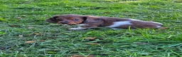 Miniature Dachshund dogs for sale: Rocket - Ad 2