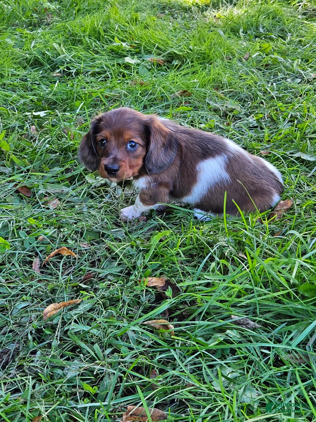 Miniature Dachshund dogs for sale: Rocket - Ad 2