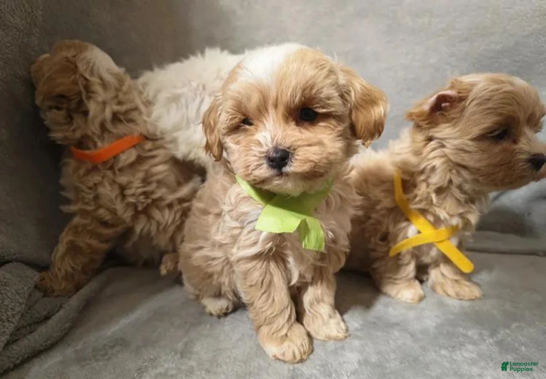 Maltipoo dogs for sale: Maltipoo Puppy 1 - Ad 2