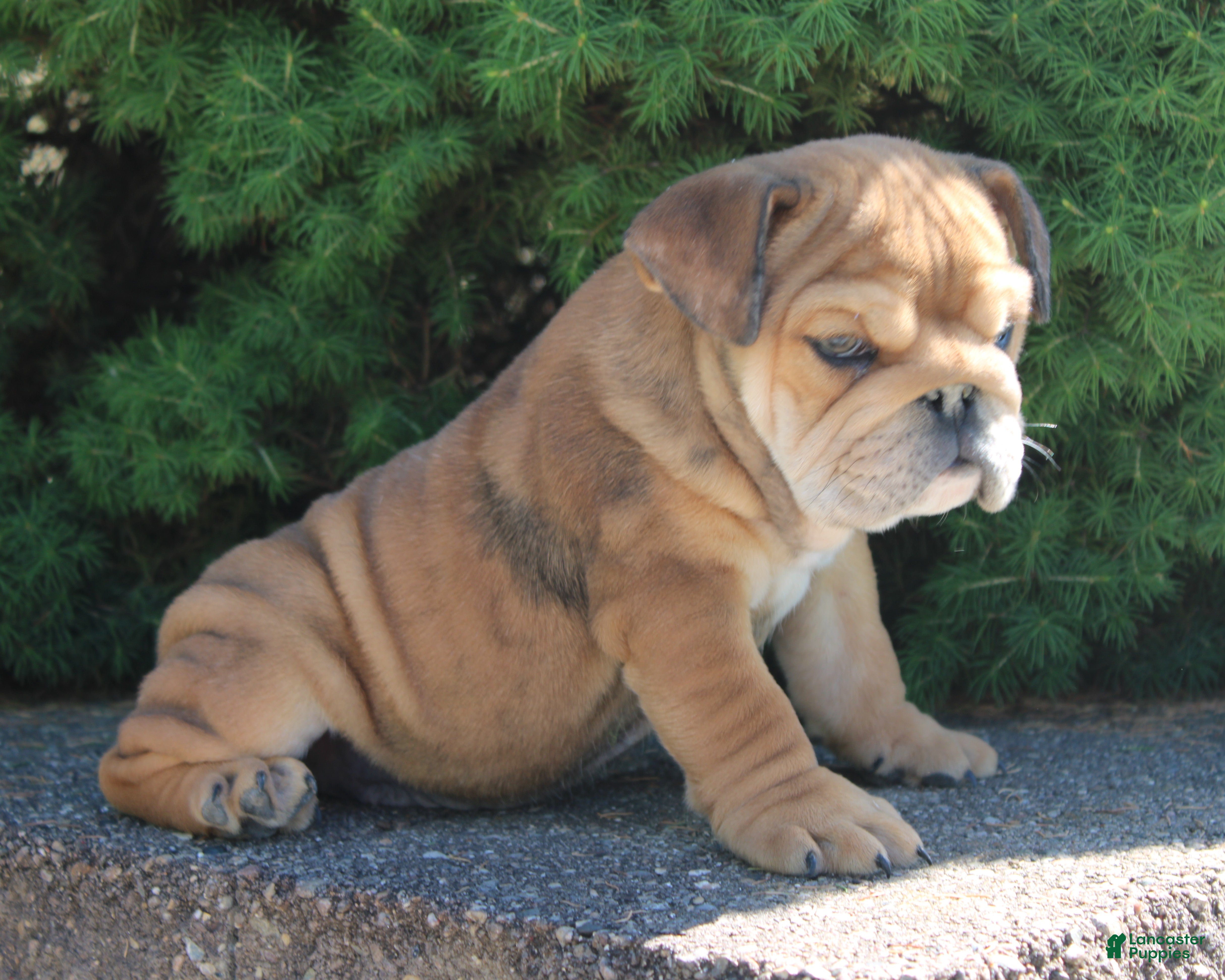 English Bulldog dogs for sale: Zeus - Ad 8