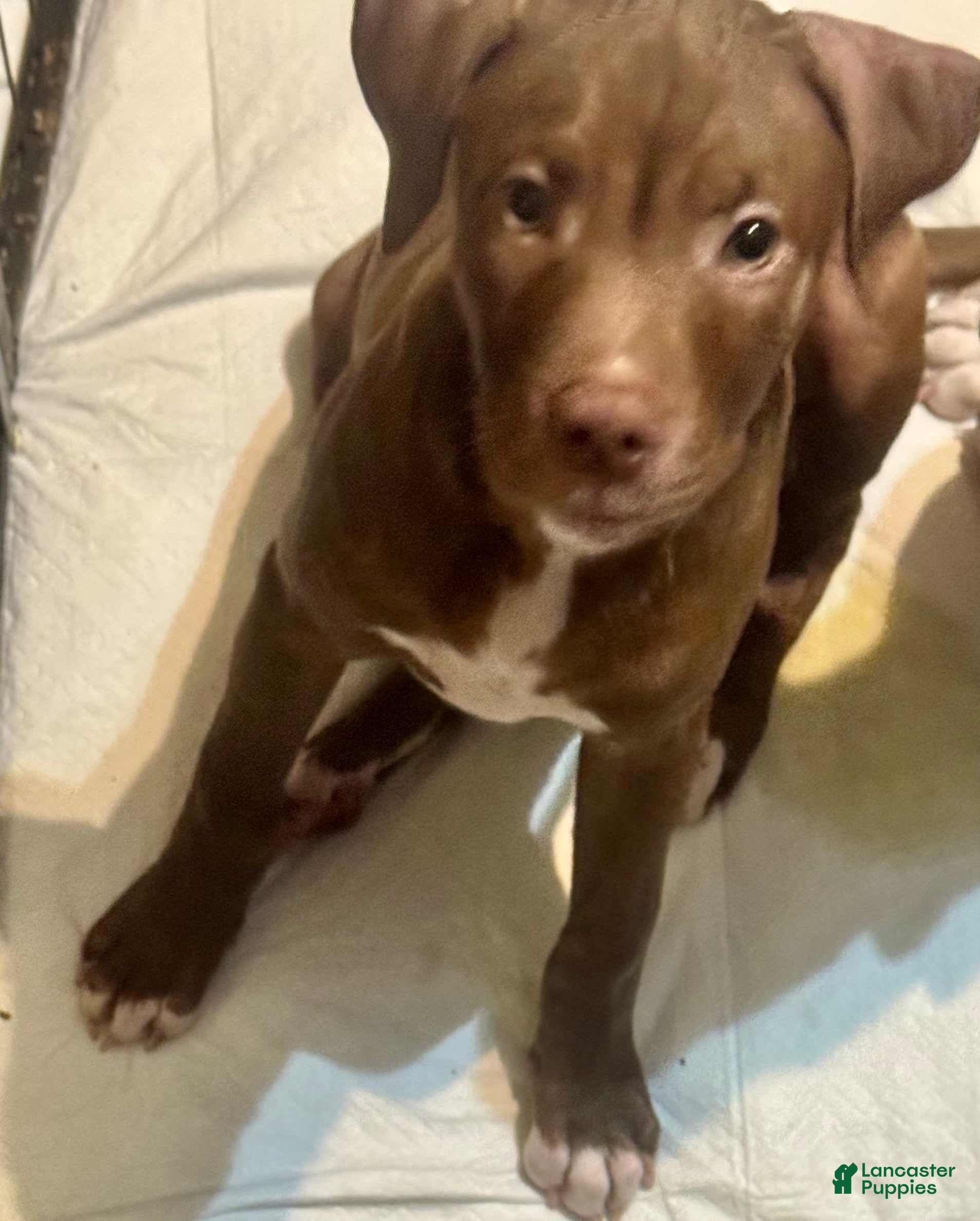 American Pit Bull Terrier dogs American Pit Bull Terrier 3 - Ad 42