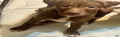 American Pit Bull Terrier 3