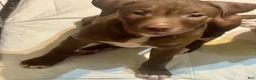 American Pit Bull Terrier dogs for sale: American Pit Bull Terrier 3 - Ad 1