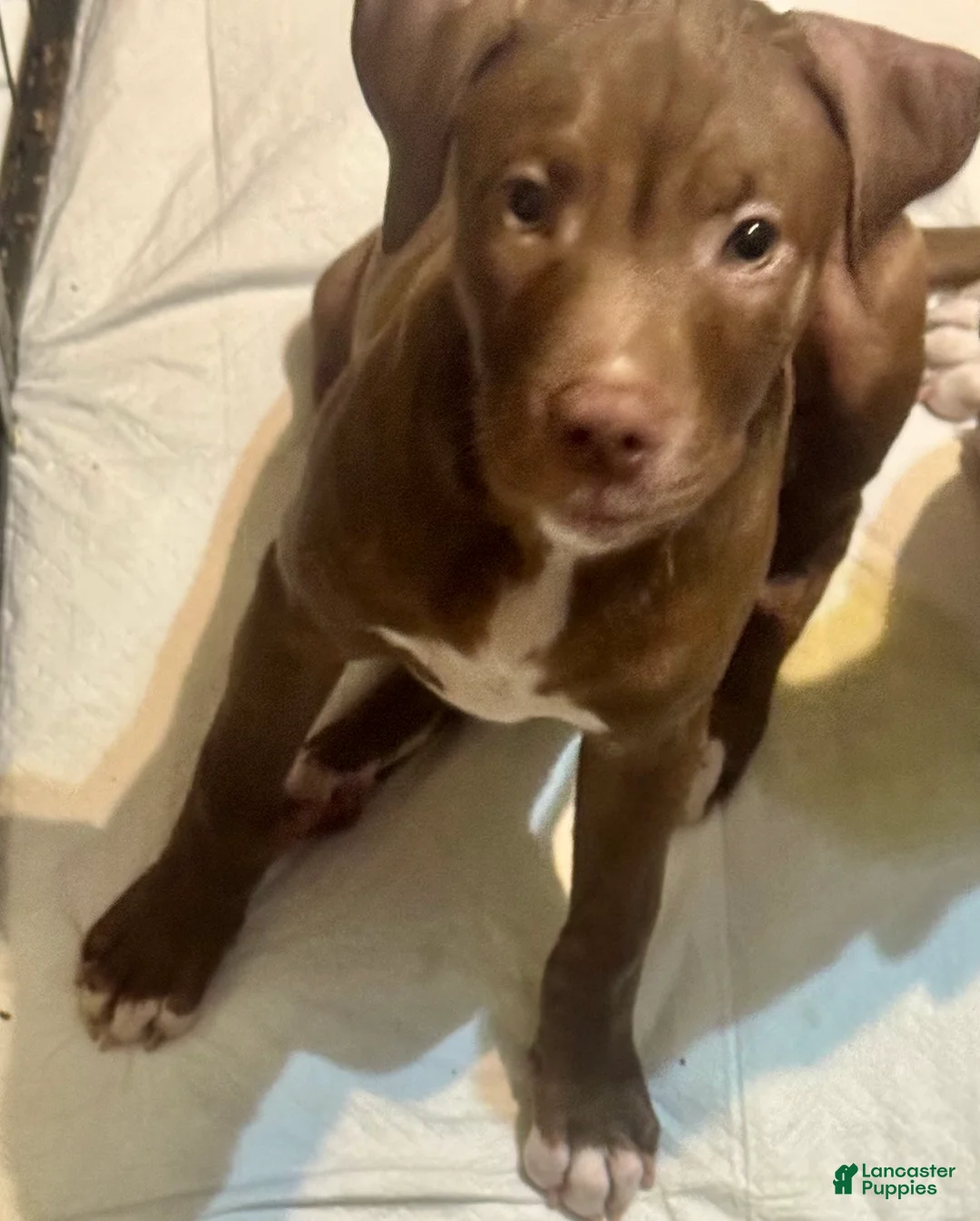 American Pit Bull Terrier dogs for sale: American Pit Bull Terrier 3 - Ad 1
