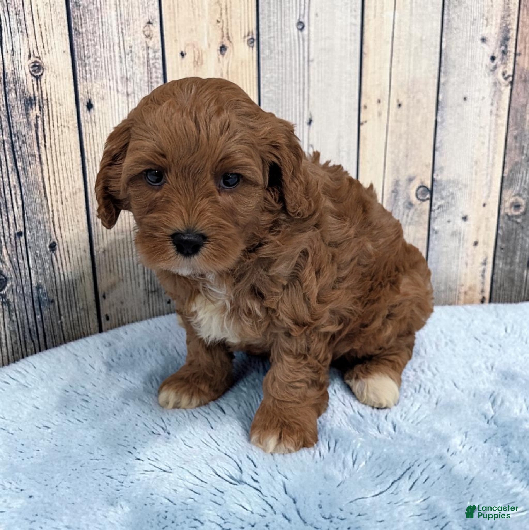 Cavapoo dogs Logan - Ad 1