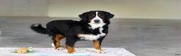 Bernese Mountain Dog dogs for sale: Karly - Ad 10
