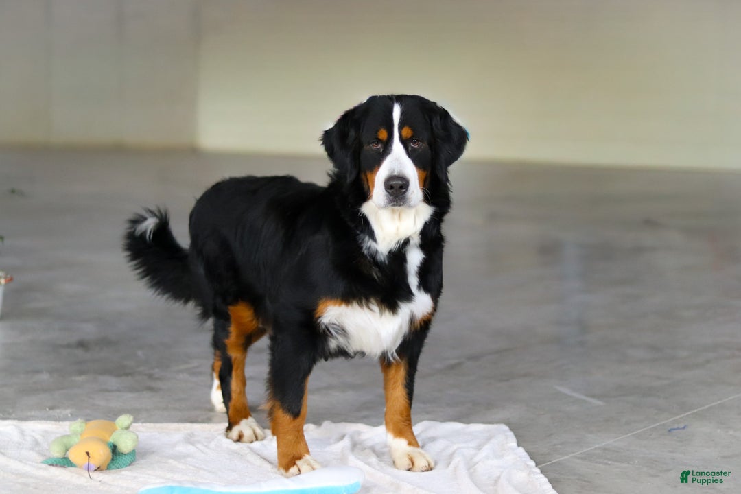 Bernese Mountain Dog dogs for sale: Karly - Ad 10