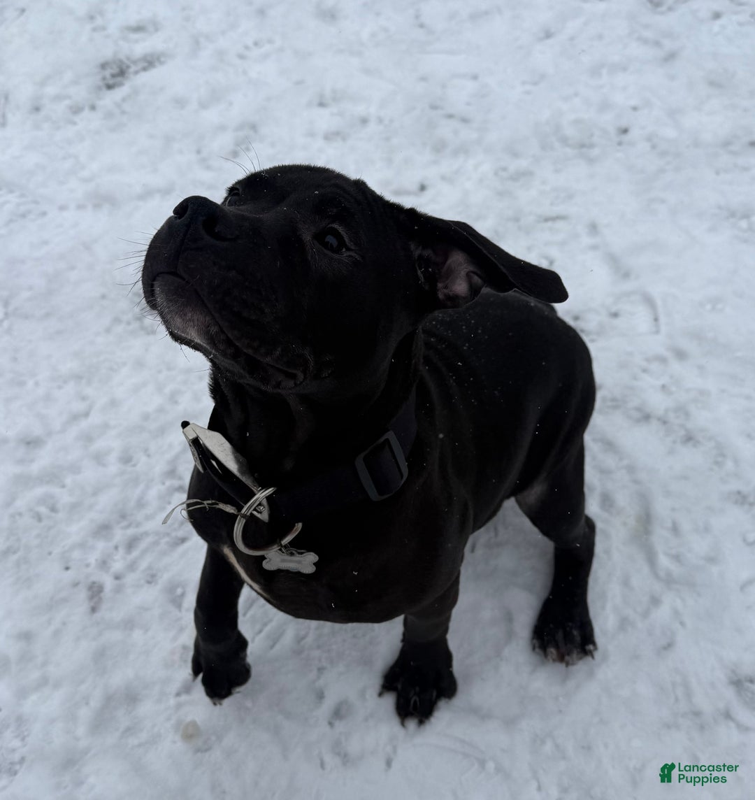 American Bully dogs for sale: Sandy(female) - Ad 19