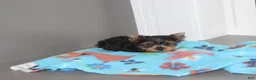 Yorkshire Terrier dogs for sale: Peanut - Ad 4