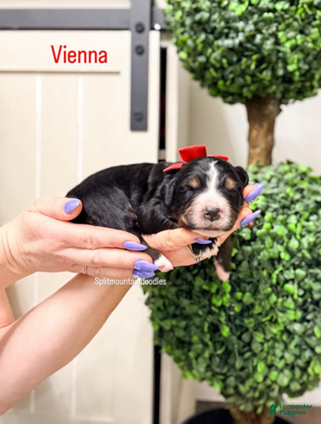 Bernedoodle dogs for sale: Vienna - Ad 1