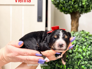 Bernedoodle dogs Vienna - Ad 18