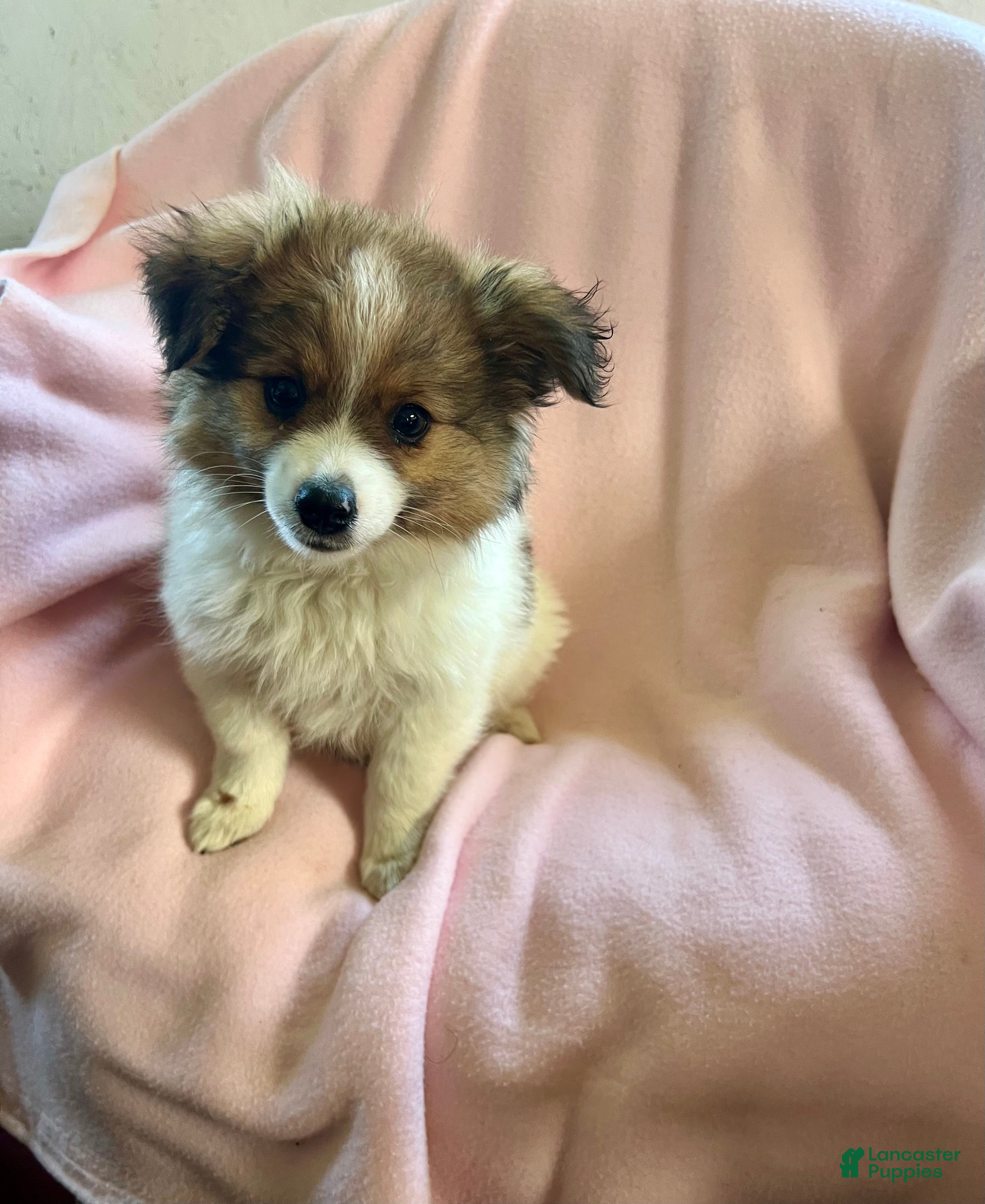 Mixed Breed dogs LoLa-Aussie/Pom - Ad 2