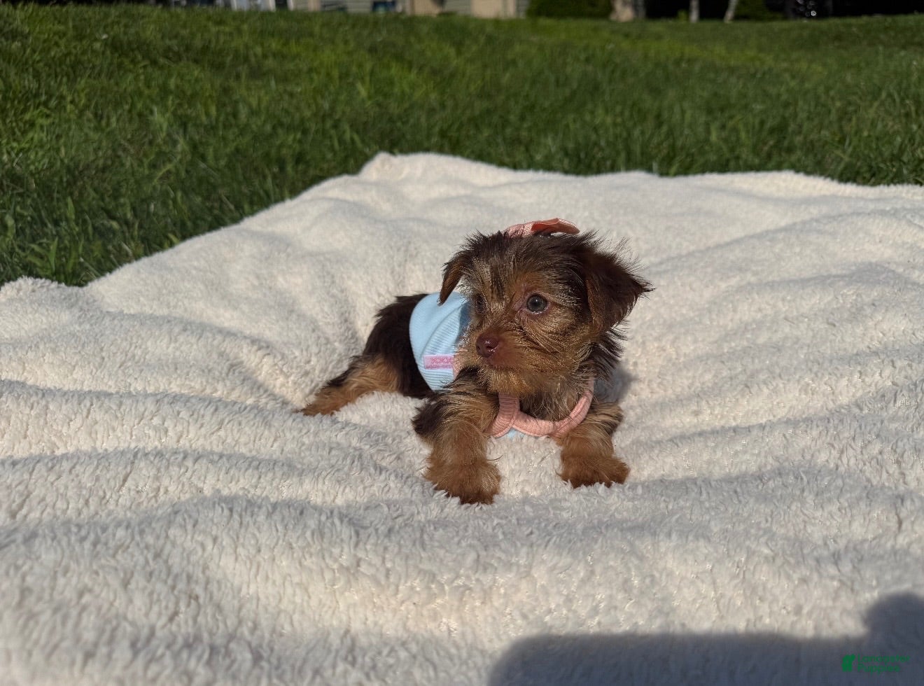 Yorkshire Terrier dogs Yorkshire Terrier 2 - Ad 21