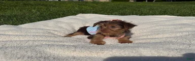 Yorkshire Terrier 2