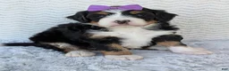 Mini Bernedoodle dogs for sale: Mini Bobbin  - Ad 4