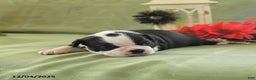 Boston Terrier dogs for sale: Jingles - Ad 3