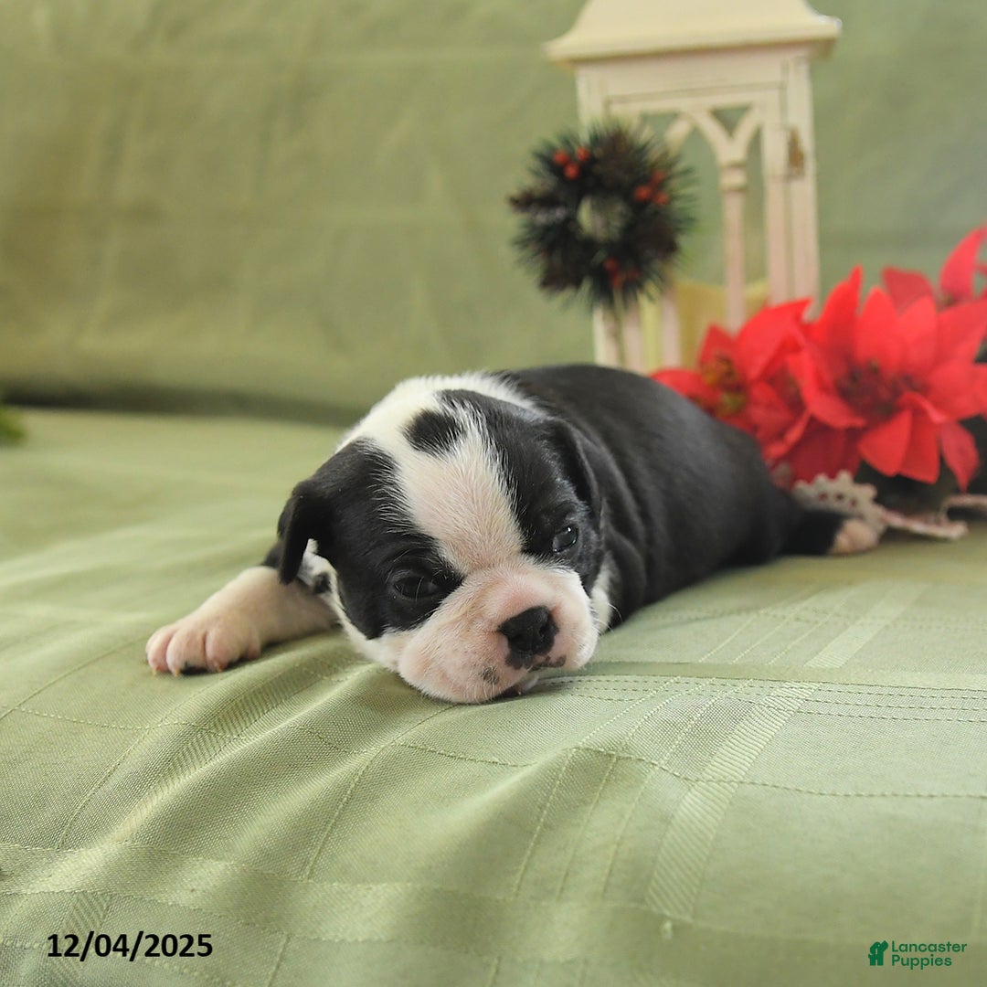 Boston Terrier dogs for sale: Jingles - Ad 3