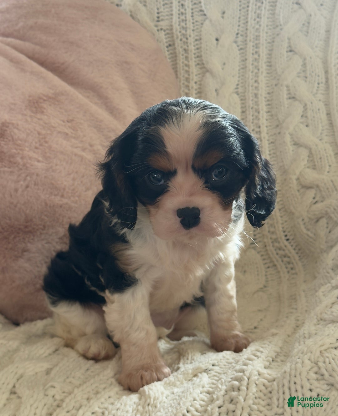 Cavalier King Charles Spaniel dogs for sale: Biscuit  - Ad 9