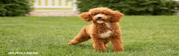 Miniature Poodle dogs for sale: Fairy - Ad 5