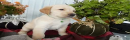 Labrador Retriever dogs for sale: Labrador Retriever 5 Sunshine - Ad 3