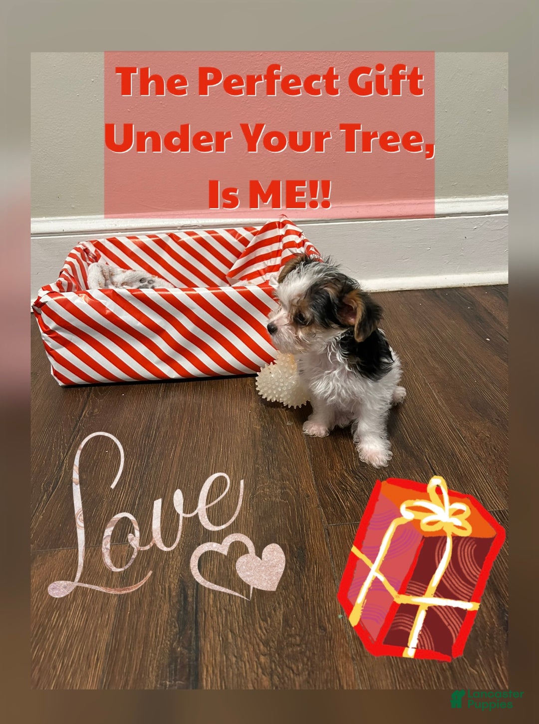 Yorkiepoo dogs for sale: TOY Size Willow - Ad 3