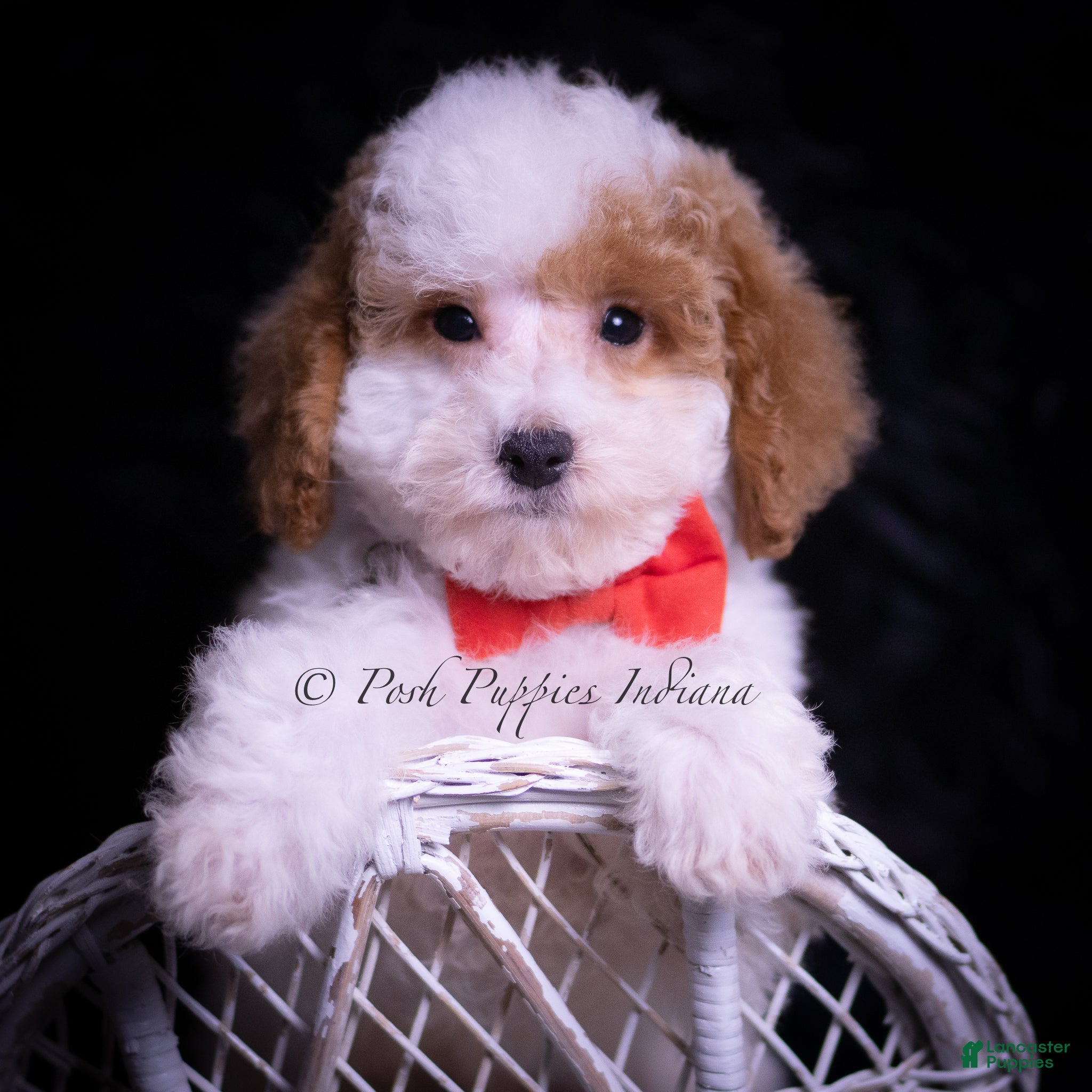 Maltipoo dogs Jupiter F1B - Ad 40