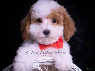 Maltipoo dogs Jupiter F1B - Ad 33