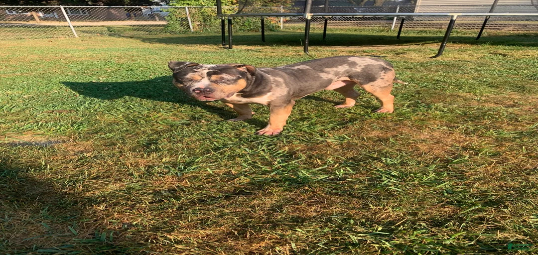 Gallery Image {{count}}