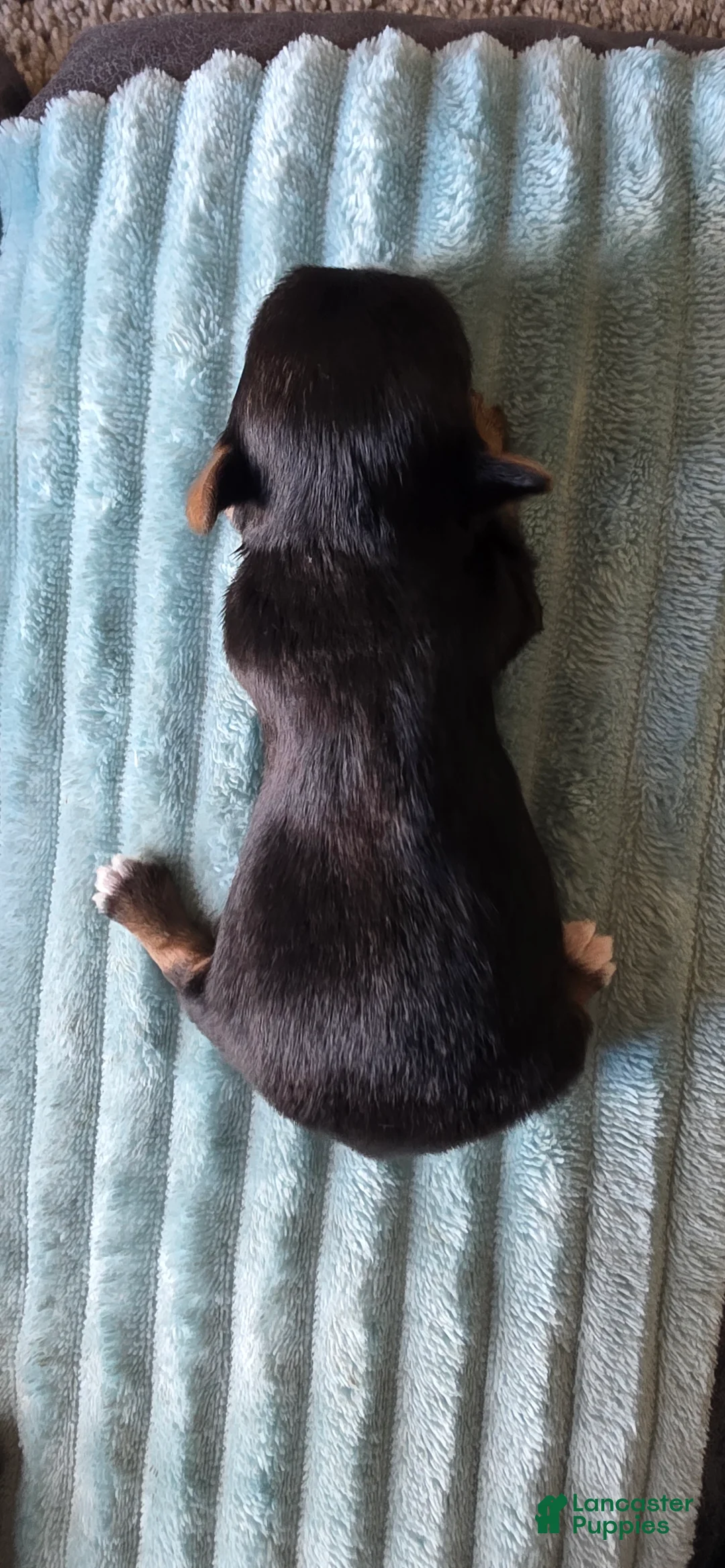 Yorkshire Terrier dogs for sale: Rachel - Ad 2