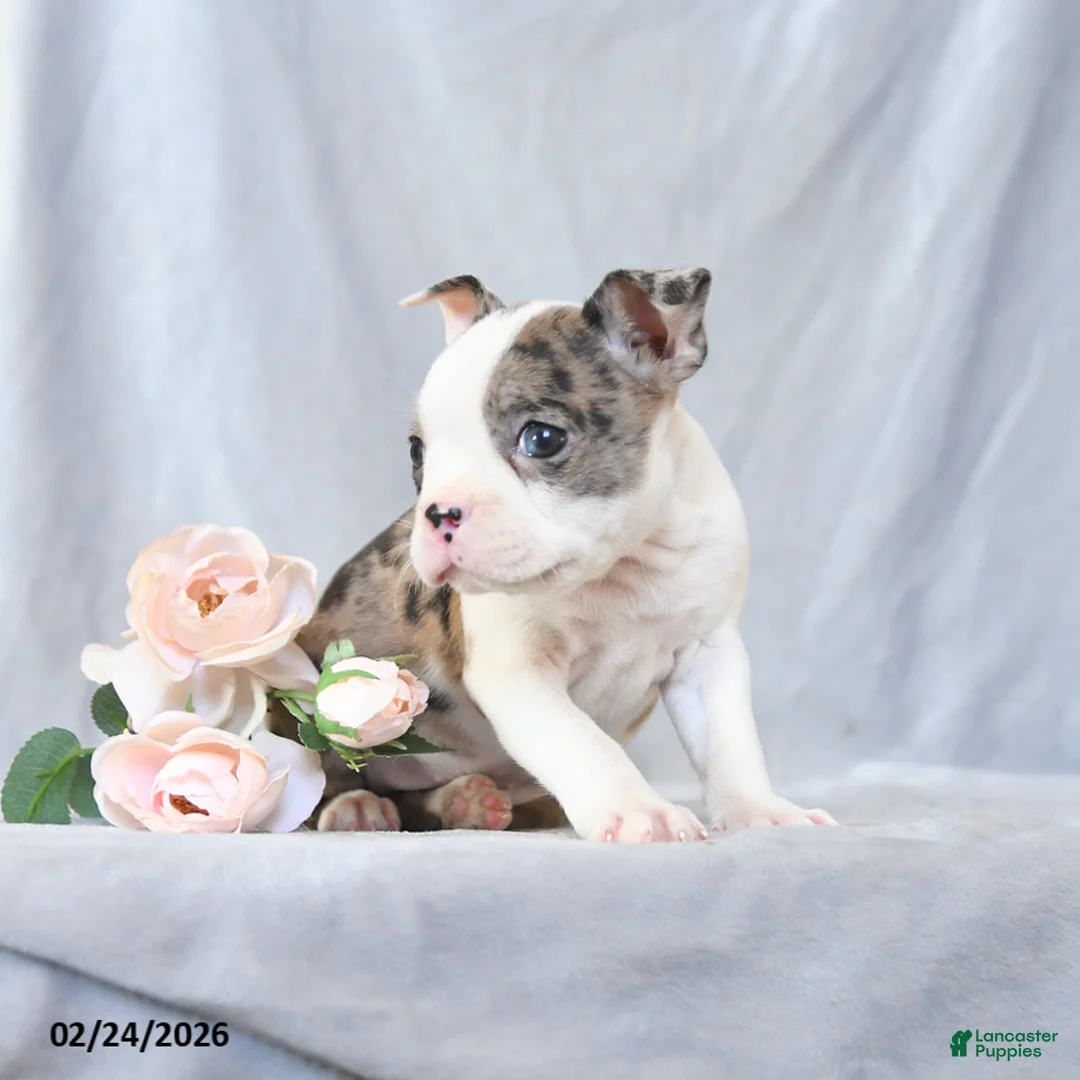 Boston Terrier dogs for sale: Flossy - Ad 3