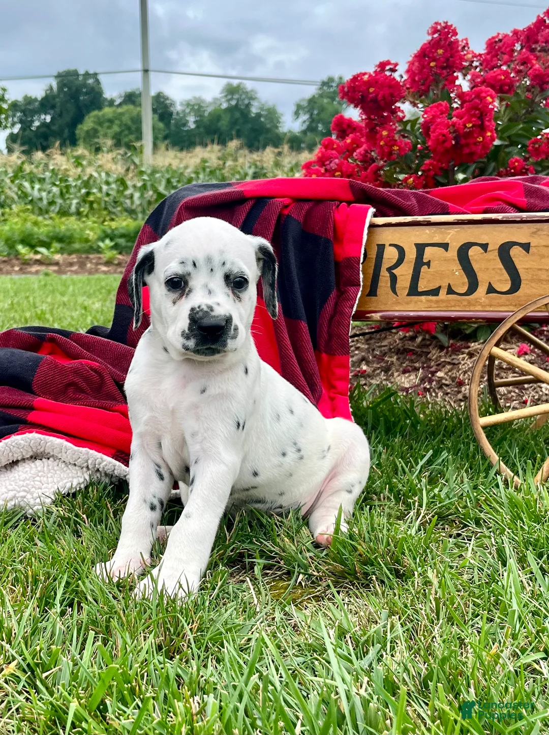 Dalmatian dogs for sale: Speckles❤️AKC Registered🐾Text or Call 610-998-3983 - Ad 1