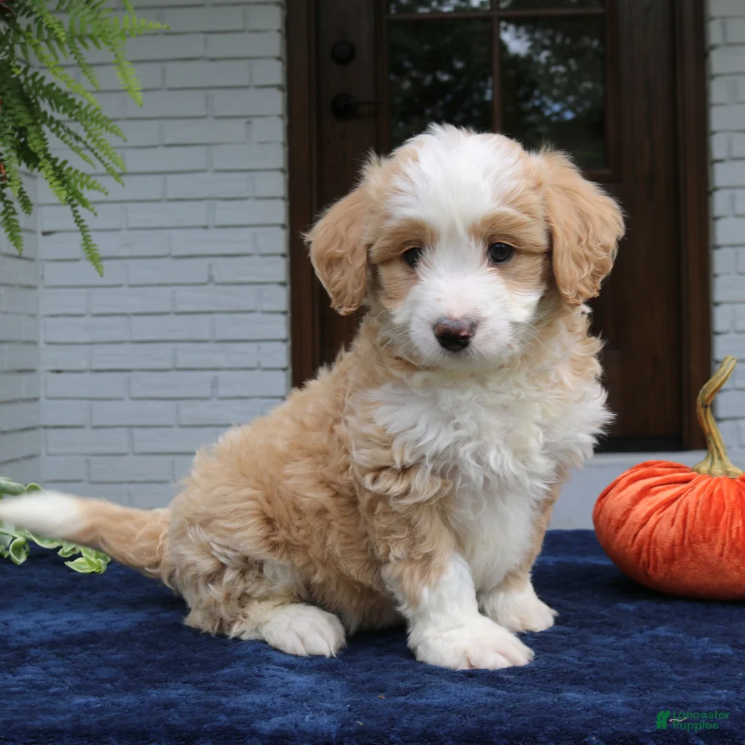 Mini Bernedoodle dogs for sale: Moose  - Ad 4