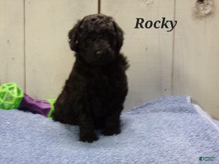 Aussiedoodle dogs Rocky - Ad 32