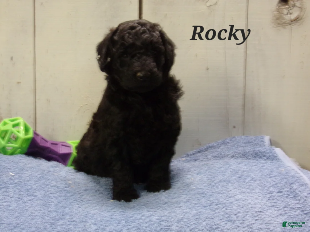 Aussiedoodle dogs for sale: Rocky - Ad 1