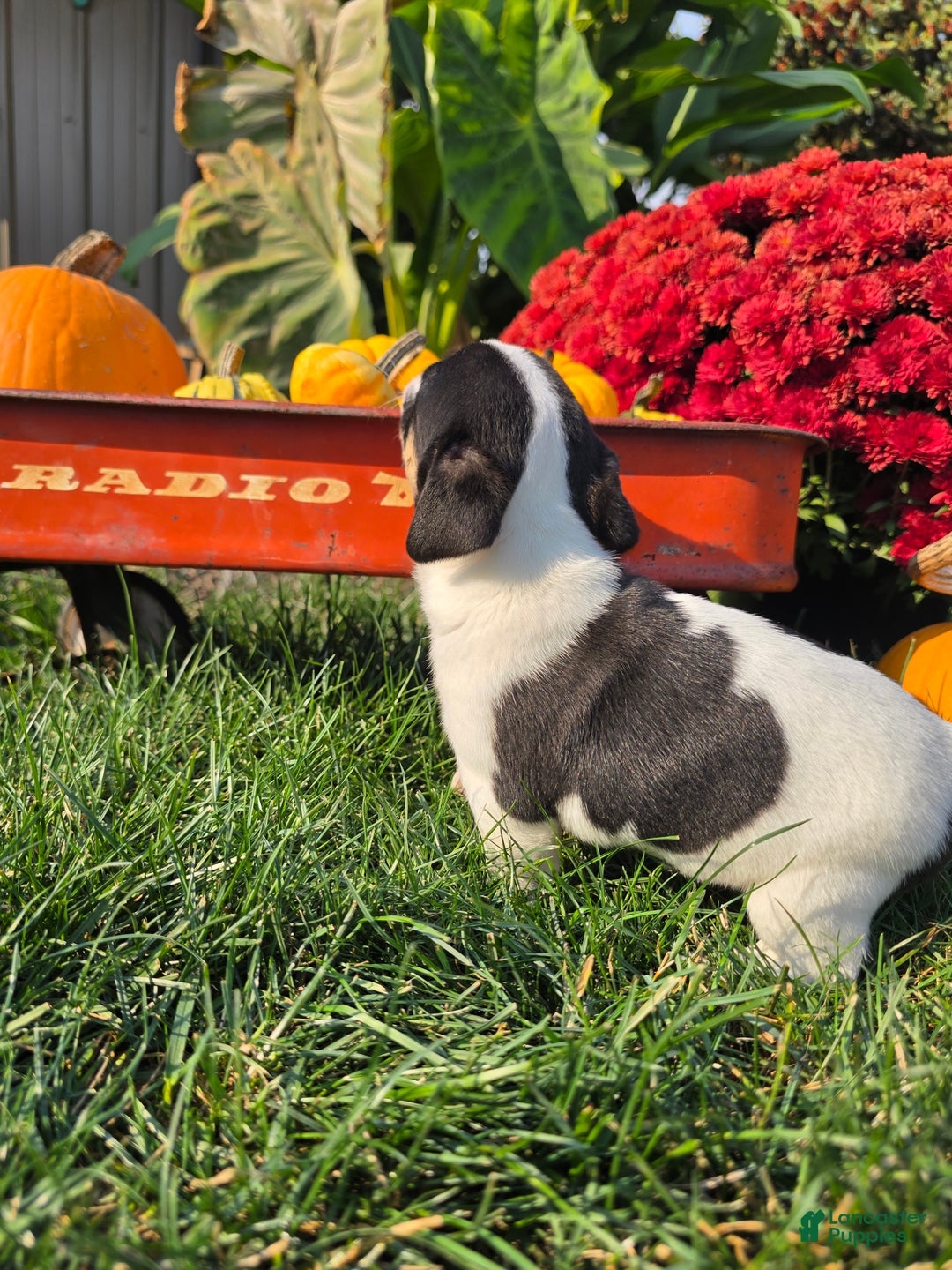 Jack Russell Terrier dogs for sale: Tootsie  - Ad 6