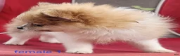 Pomeranian dogs for sale: Abigail  - Ad 16