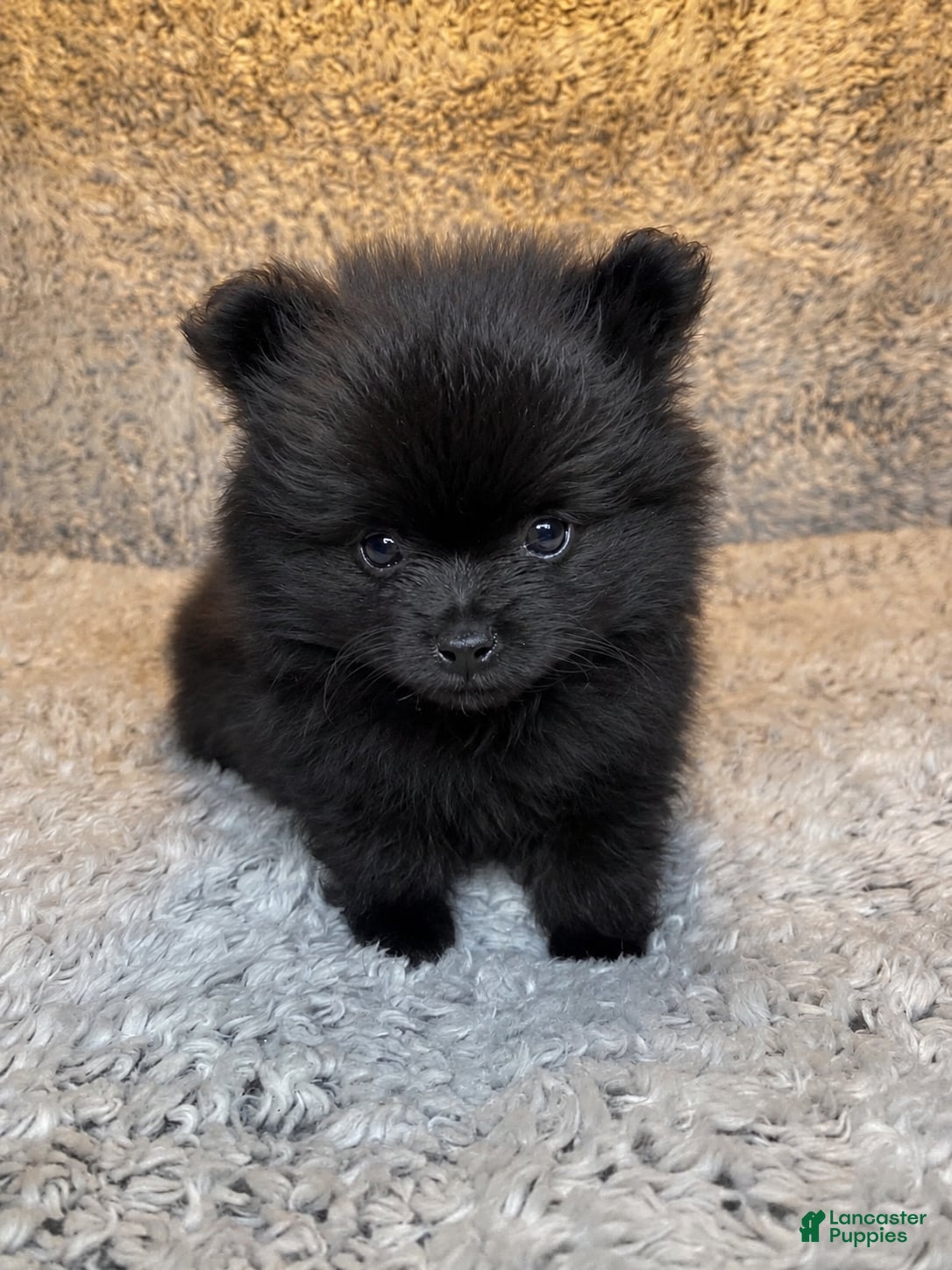 Pomeranian dogs Pomeranian 1 - Ad 7